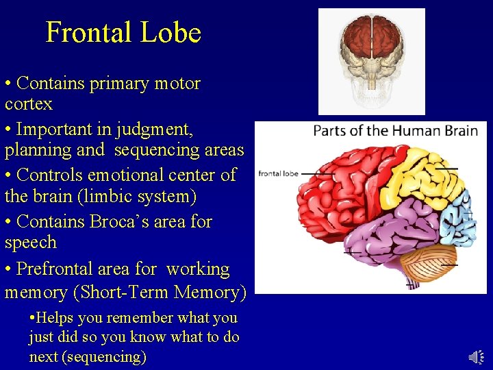 Frontal Lobe • Contains primary motor cortex • Important in judgment, planning and sequencing