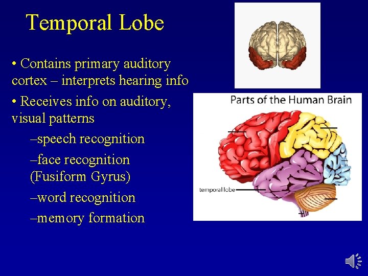 Temporal Lobe • Contains primary auditory cortex – interprets hearing info • Receives info