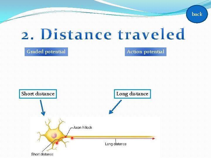 back Graded potential Short distance Action potential Long distance back Graded potential Short distance Action potential Long distance