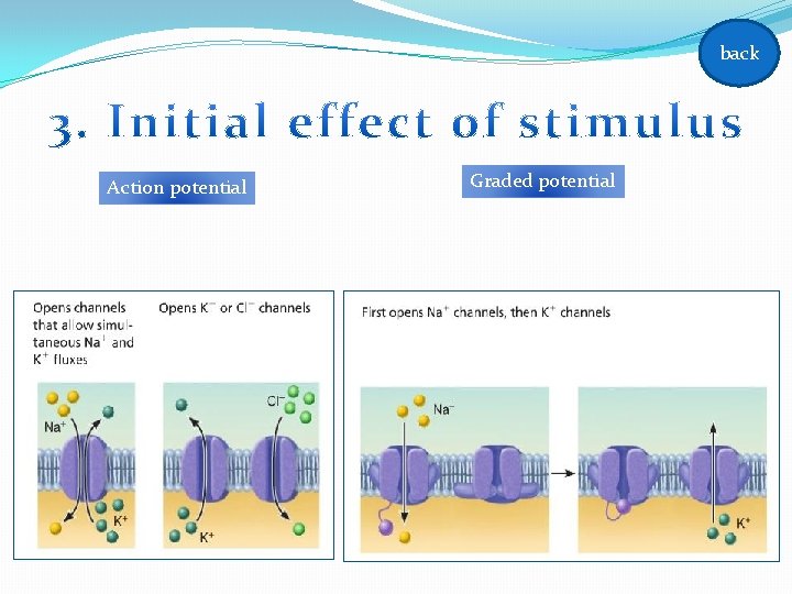 back Action potential Graded potential back Action potential Graded potential