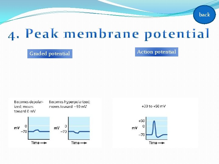 back Graded potential Action potential back Graded potential Action potential