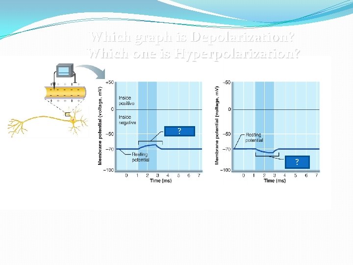 Which graph is Depolarization? Which one is Hyperpolarization? ? ? Which graph is Depolarization? Which one is Hyperpolarization? ? ?