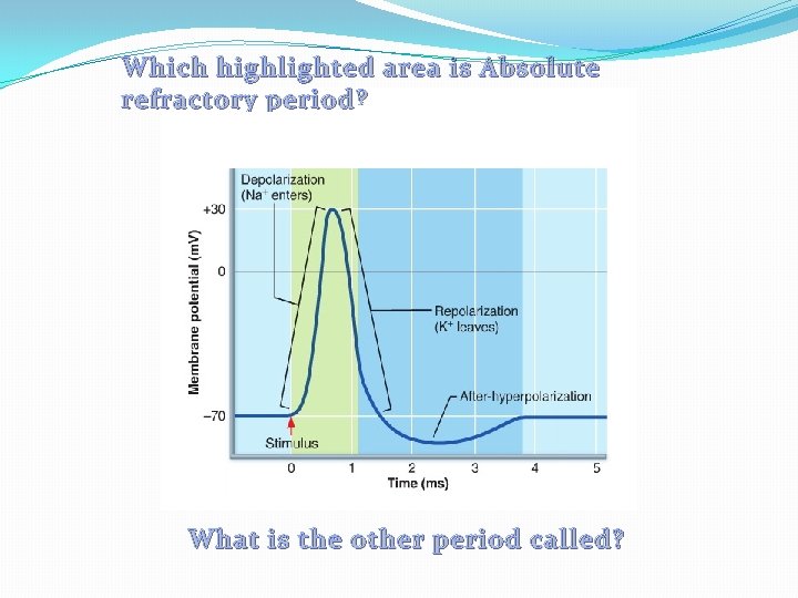 Which highlighted area is Absolute refractory period? What is the other period called? Which highlighted area is Absolute refractory period? What is the other period called?
