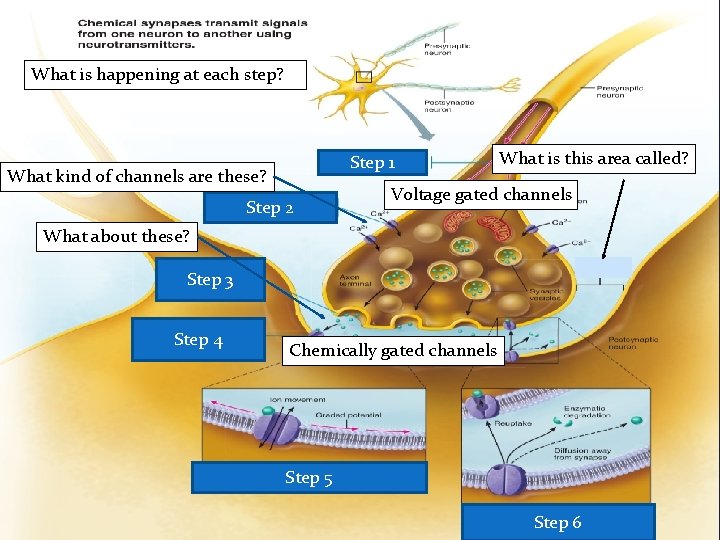 What is happening at each step? Step 1 What kind of channels are these? What is happening at each step? Step 1 What kind of channels are these?