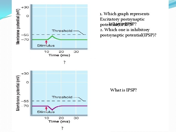 1. Which graph represents Excitatory postsynaptic What is EPSP? potential(EPSP)? 2. Which one is 1. Which graph represents Excitatory postsynaptic What is EPSP? potential(EPSP)? 2. Which one is