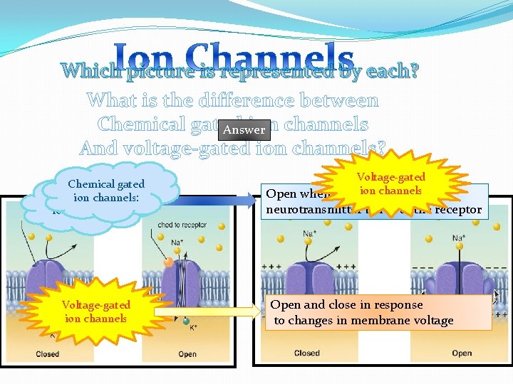 Which picture is represented by each? What is the difference between Chemical gated ion Which picture is represented by each? What is the difference between Chemical gated ion