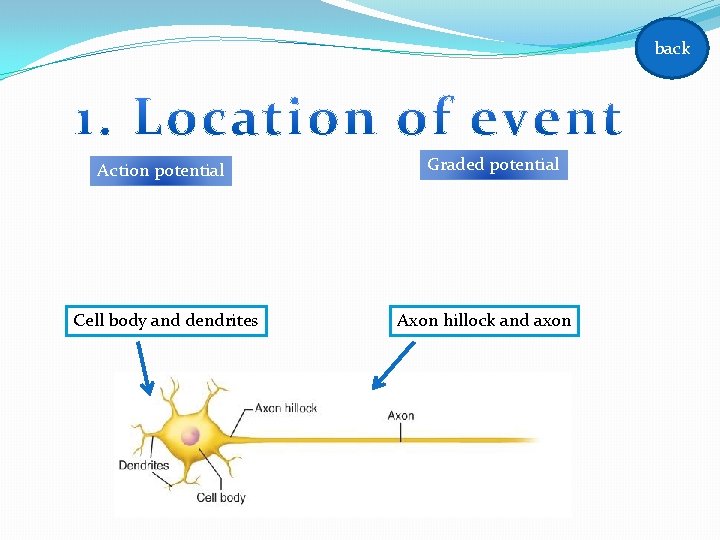 back Action potential Cell body and dendrites Graded potential Axon hillock and axon back Action potential Cell body and dendrites Graded potential Axon hillock and axon