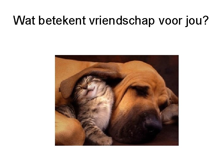 Wat betekent vriendschap voor jou? 