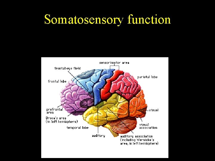 Somatosensory function 