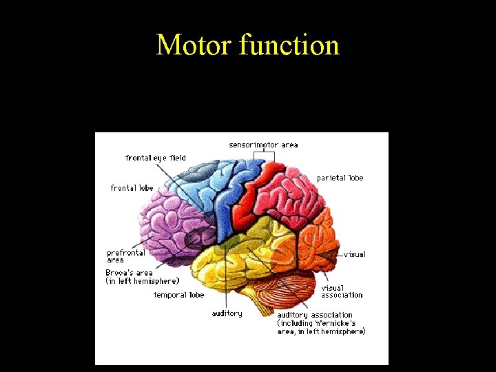 Motor function 