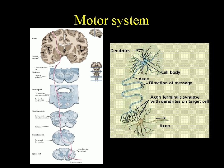 Motor system 