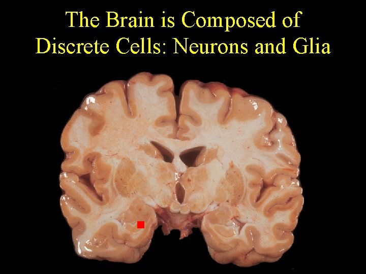 The Brain is Composed of Discrete Cells: Neurons and Glia 