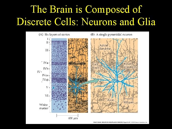 The Brain is Composed of Discrete Cells: Neurons and Glia 