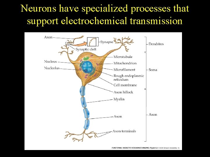 Neurons have specialized processes that support electrochemical transmission 