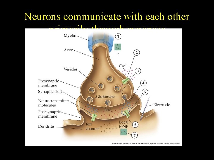 Neurons communicate with each other primarily through synapses 