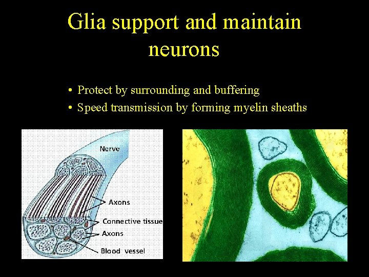 Glia support and maintain neurons • Protect by surrounding and buffering • Speed transmission