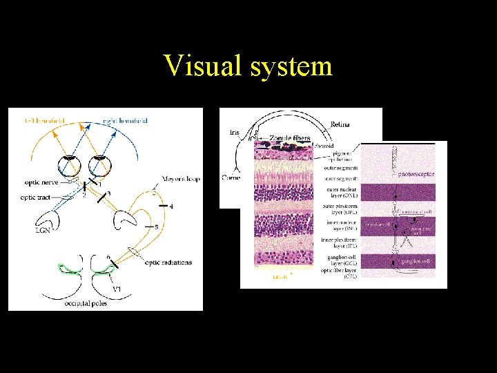 Visual system 