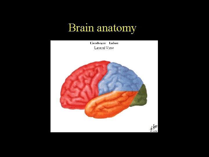 Brain anatomy 