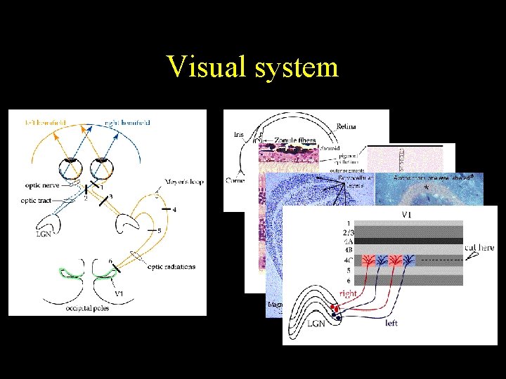 Visual system 
