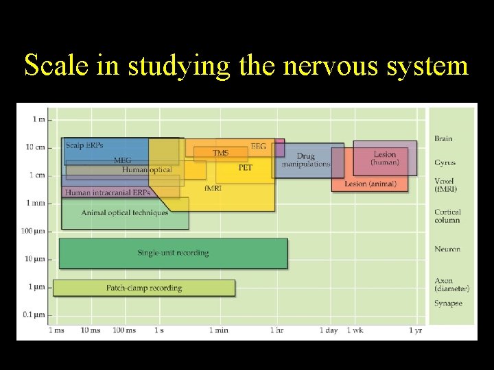 Scale in studying the nervous system 