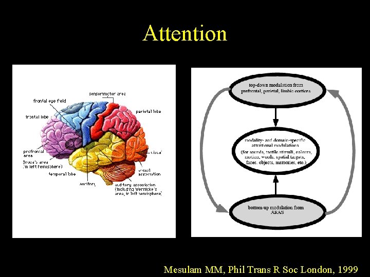 Attention Mesulam MM, Phil Trans R Soc London, 1999 