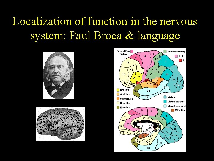 Localization of function in the nervous system: Paul Broca & language 