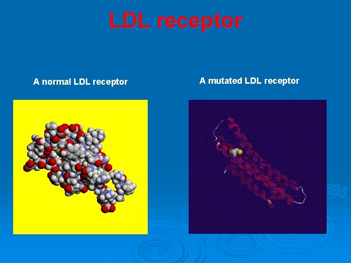 LDL receptor A normal LDL receptor A mutated LDL receptor 