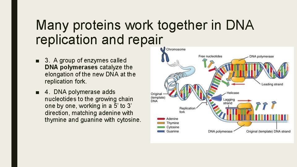 Many proteins work together in DNA replication and repair ■ 3. A group of