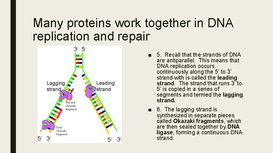 Many proteins work together in DNA replication and repair ■ 5. Recall that the