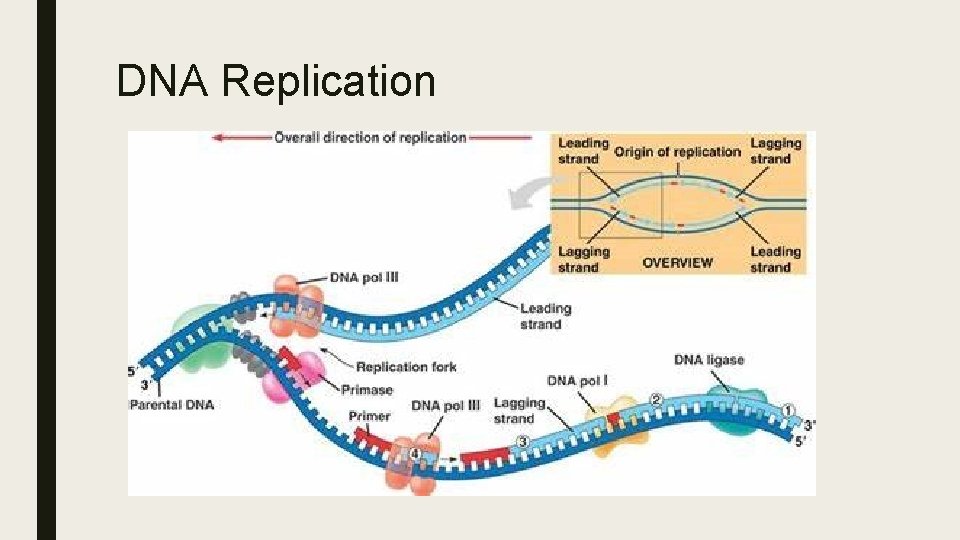 DNA Replication 