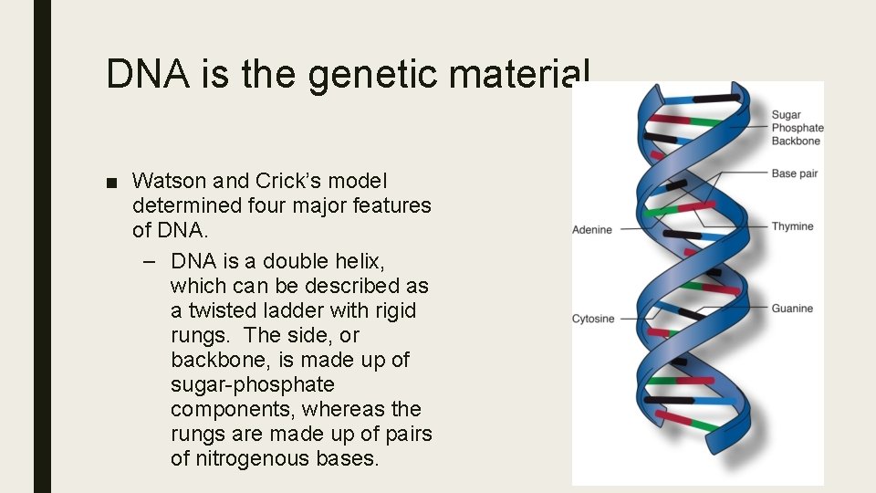 DNA is the genetic material ■ Watson and Crick’s model determined four major features