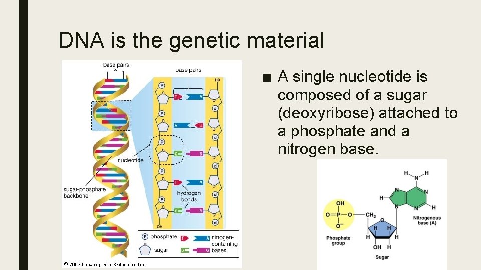DNA is the genetic material ■ A single nucleotide is composed of a sugar