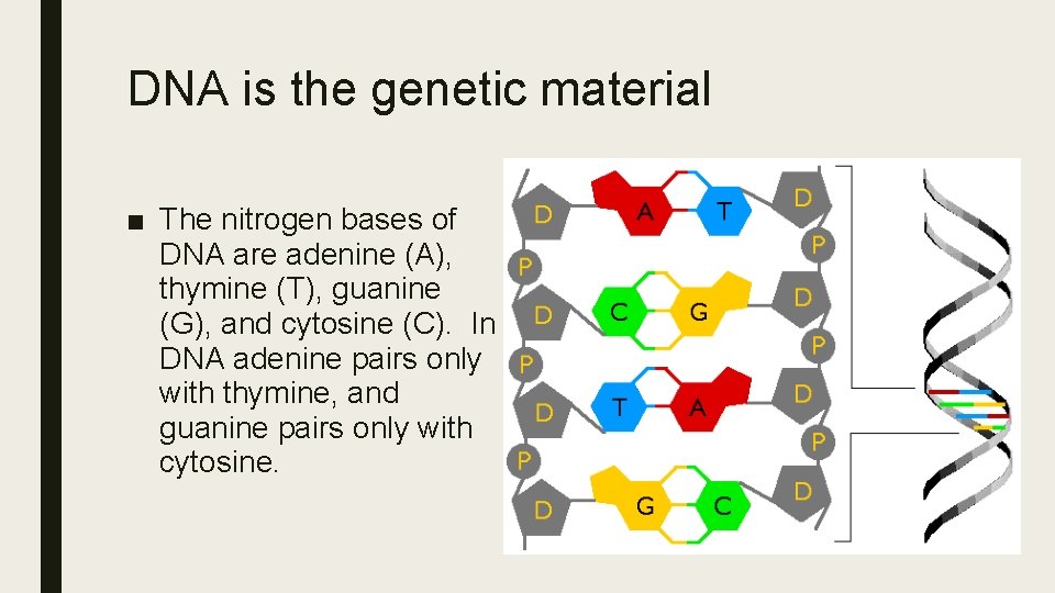 DNA is the genetic material ■ The nitrogen bases of DNA are adenine (A),