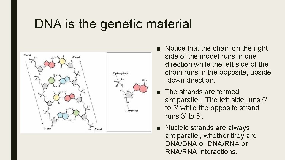 DNA is the genetic material ■ Notice that the chain on the right side