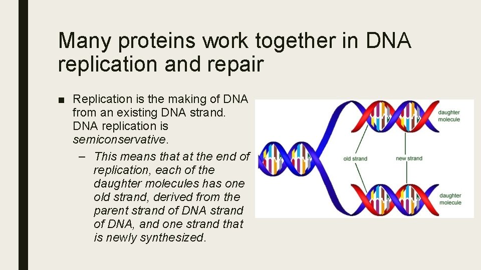 Many proteins work together in DNA replication and repair ■ Replication is the making