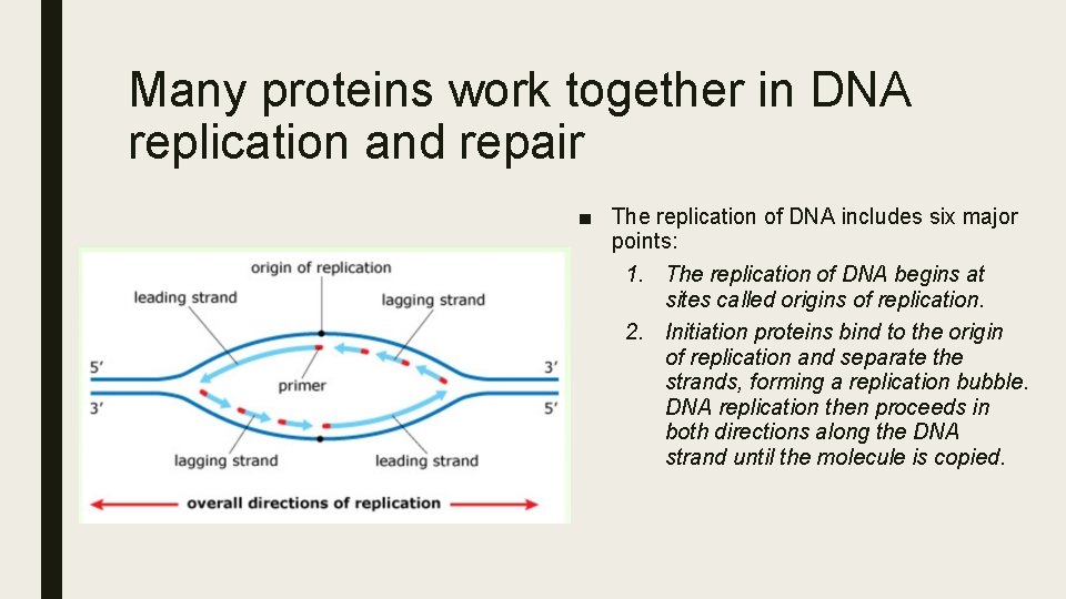 Many proteins work together in DNA replication and repair ■ The replication of DNA