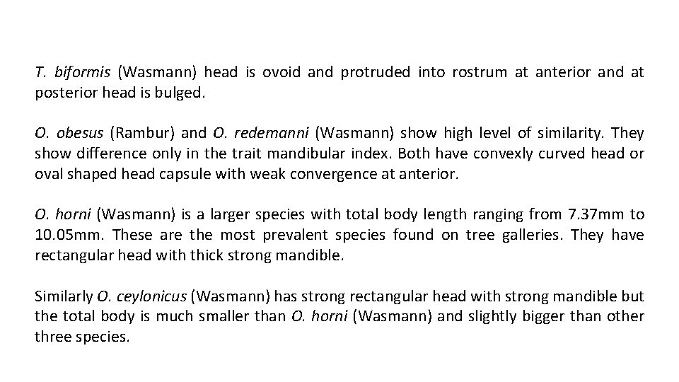 T. biformis (Wasmann) head is ovoid and protruded into rostrum at anterior and at