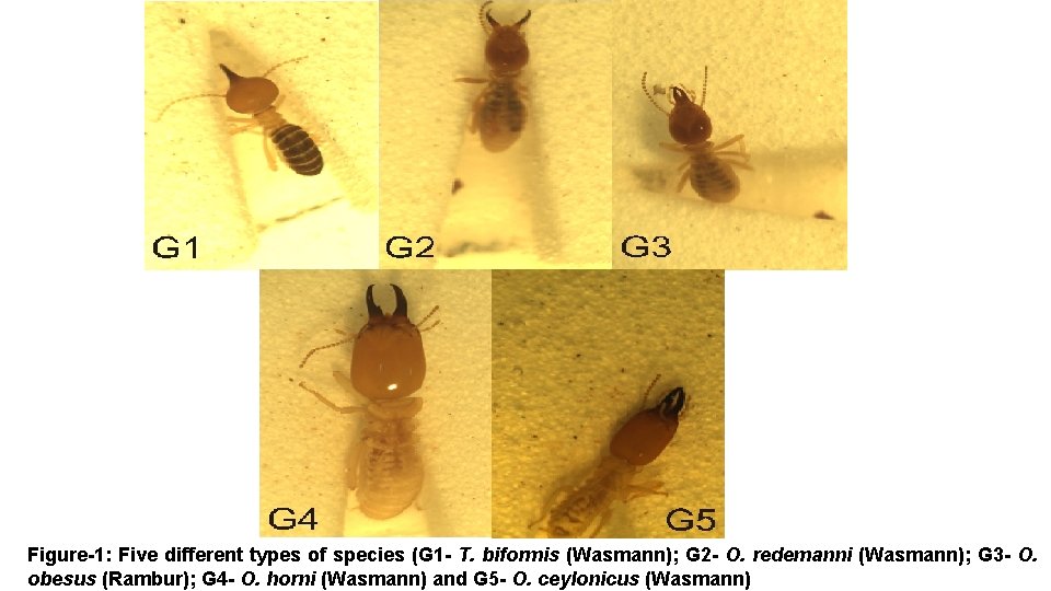 Figure-1: Five different types of species (G 1 - T. biformis (Wasmann); G 2