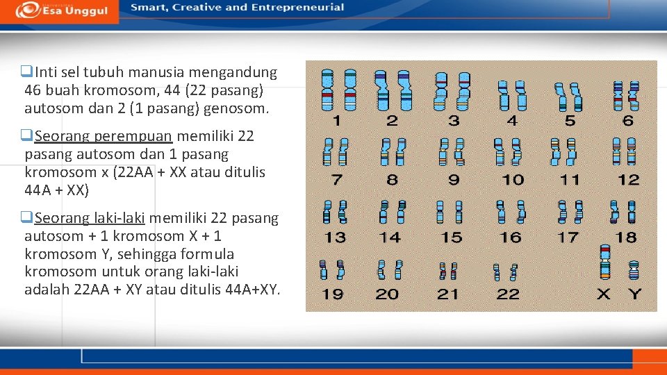 q. Inti sel tubuh manusia mengandung 46 buah kromosom, 44 (22 pasang) autosom dan