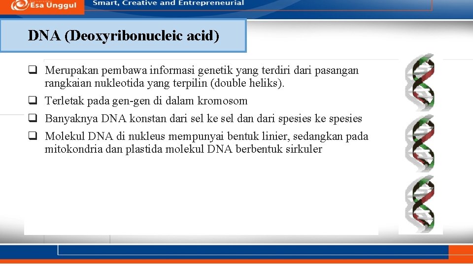 DNA (Deoxyribonucleic acid) q Merupakan pembawa informasi genetik yang terdiri dari pasangan rangkaian nukleotida
