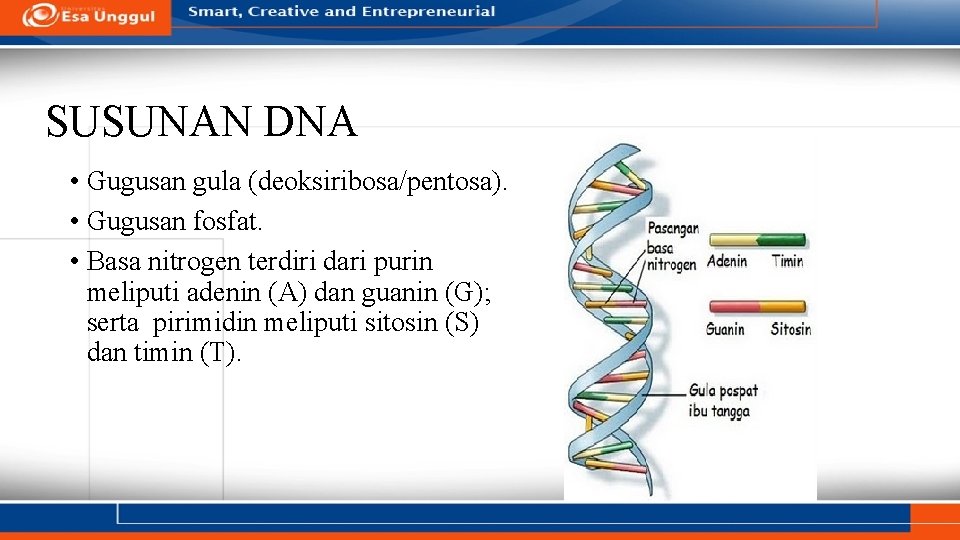 SUSUNAN DNA • Gugusan gula (deoksiribosa/pentosa). • Gugusan fosfat. • Basa nitrogen terdiri dari