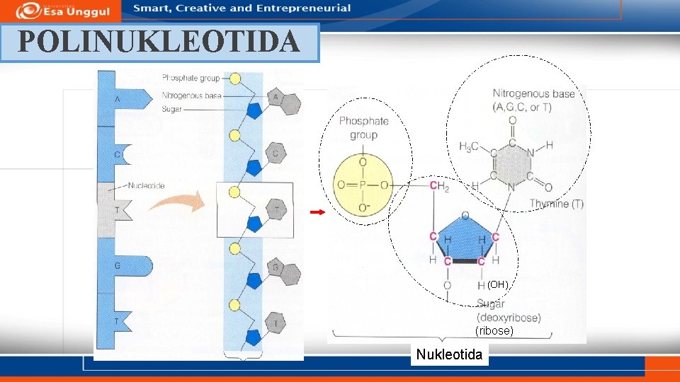 POLINUKLEOTIDA (OH) (ribose) Nukleotida 