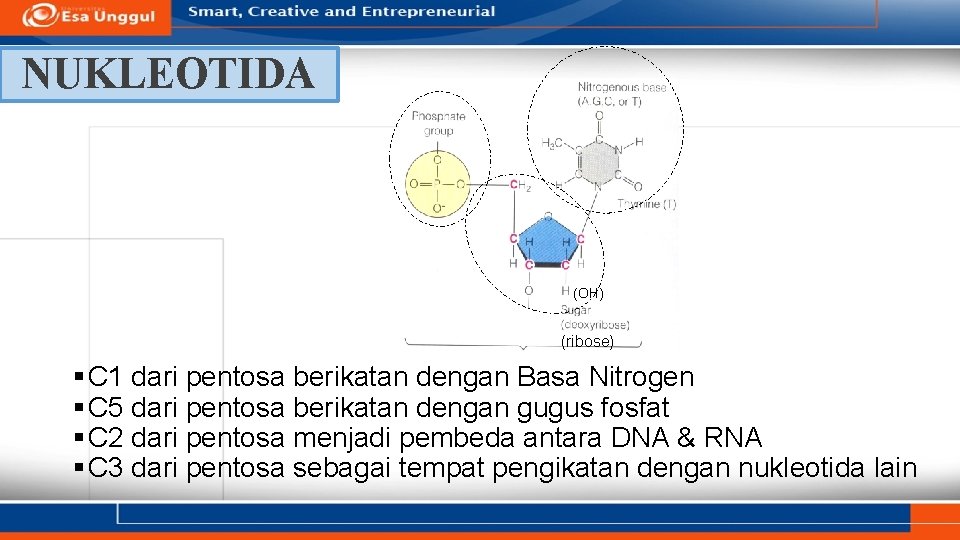 NUKLEOTIDA (OH) (ribose) § C 1 dari pentosa berikatan dengan Basa Nitrogen § C