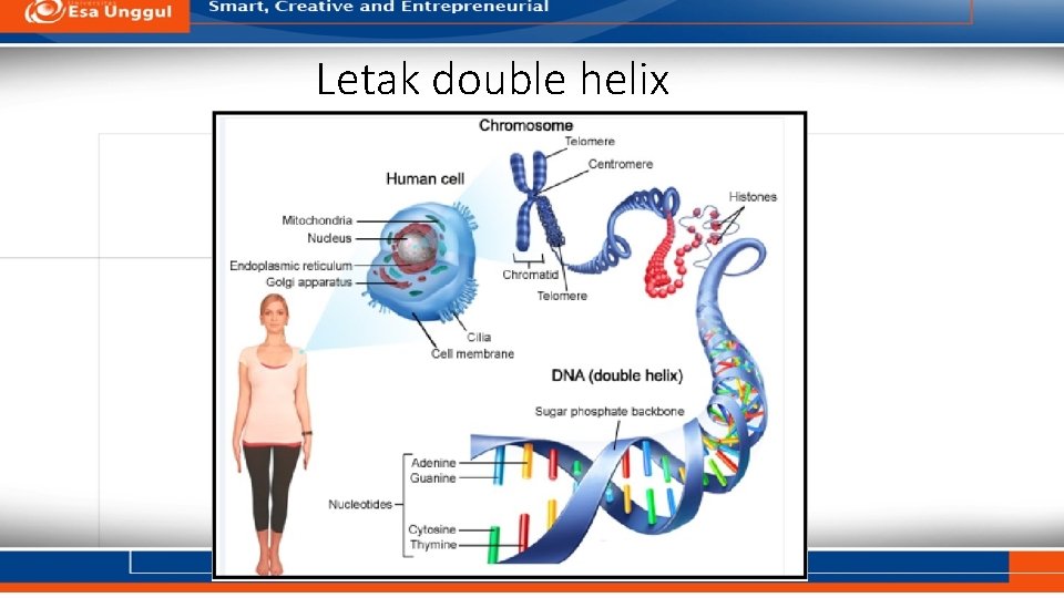 Letak double helix 