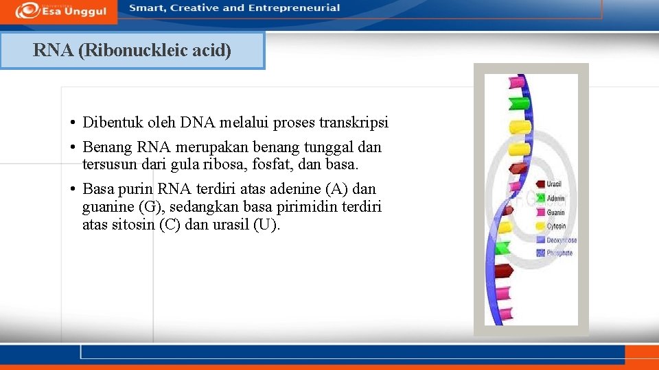 RNA (Ribonuckleic acid) • Dibentuk oleh DNA melalui proses transkripsi • Benang RNA merupakan
