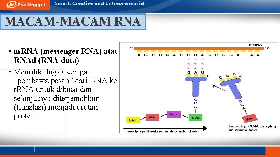 MACAM-MACAM RNA • m. RNA (messenger RNA) atau RNAd (RNA duta) • Memiliki tugas