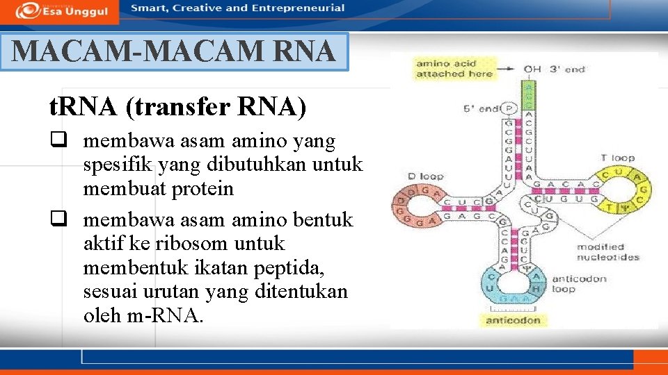 MACAM-MACAM RNA t. RNA (transfer RNA) q membawa asam amino yang spesifik yang dibutuhkan