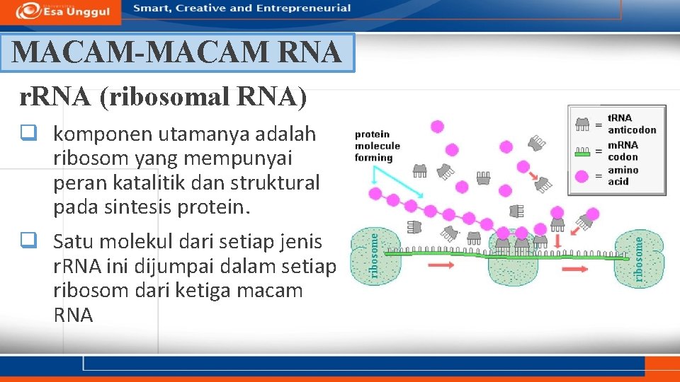MACAM-MACAM RNA r. RNA (ribosomal RNA) q komponen utamanya adalah ribosom yang mempunyai peran