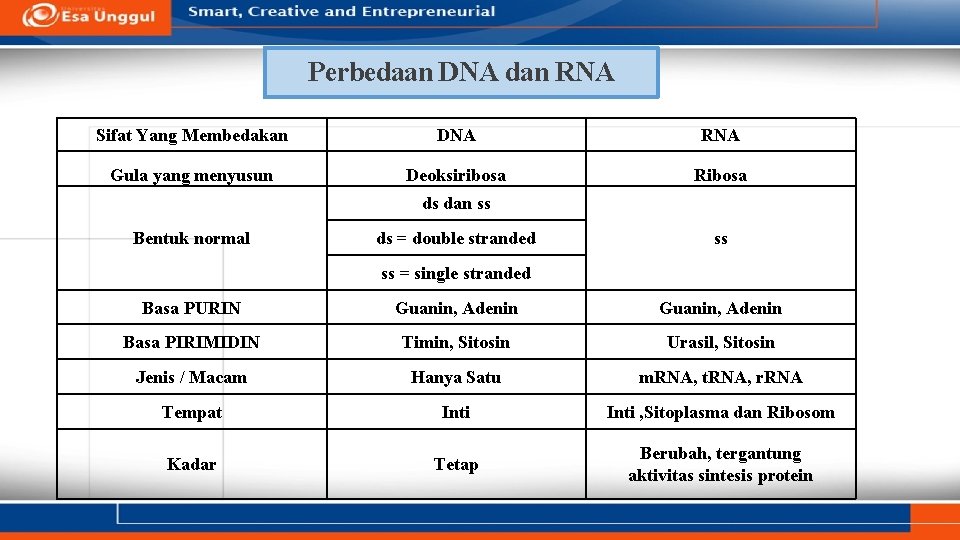 Perbedaan DNA dan RNA Sifat Yang Membedakan DNA RNA Gula yang menyusun Deoksiribosa Ribosa