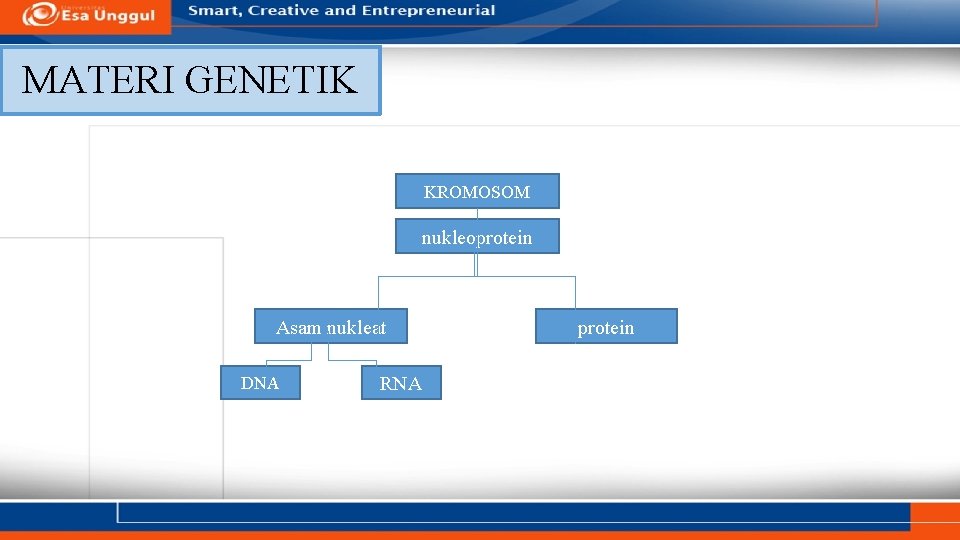MATERI GENETIK KROMOSOM nukleoprotein Asam nukleat DNA RNA protein 